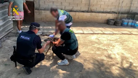 Imagen de la noticia: La Guardia Civil recupera ocho galgos robados en Bollullos y detiene a cuatro personas