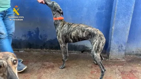Imagen de la noticia: La Guardia Civil recupera ocho galgos robados en Bollullos y detiene a cuatro personas
