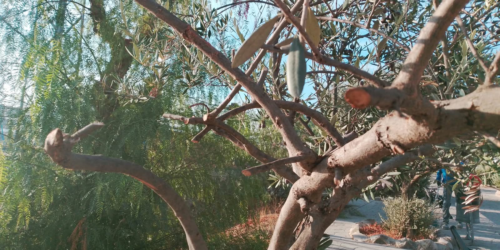 Imagen de la noticia: Badolatosa investiga actos vandálicos contra los olivos del Parque del Olivo