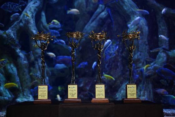 Cuatro trofeos dorados con base de madera alineados sobre una mesa, con un gran acuario de peces de fondo.