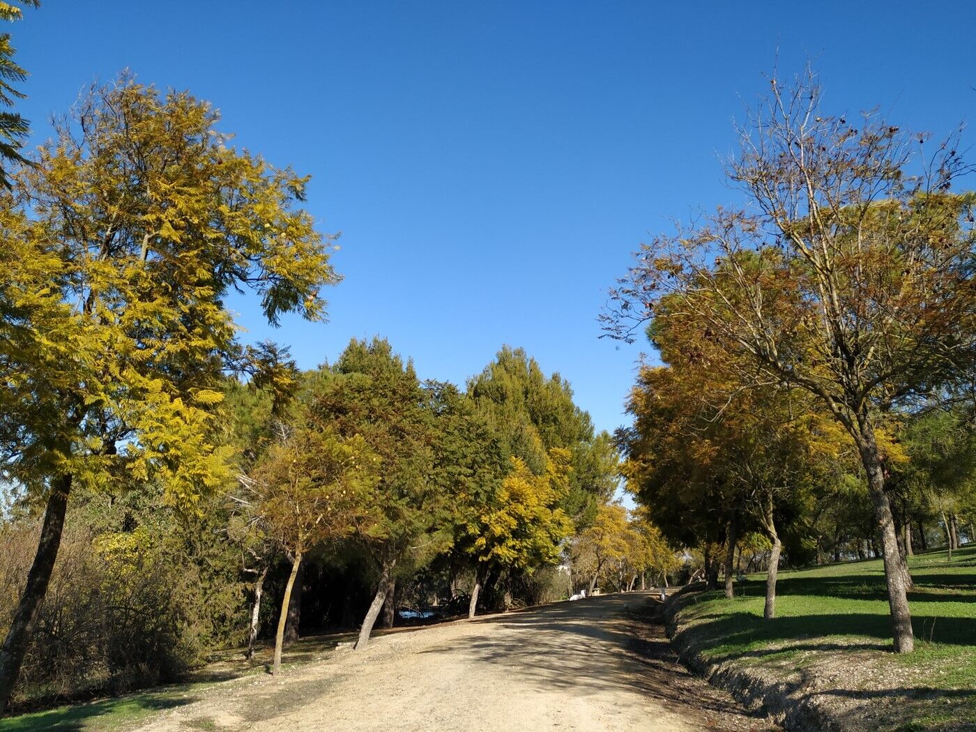 Un camino de tierra entre árboles de tonos otoñales y verdes bajo un cielo azul despejado.